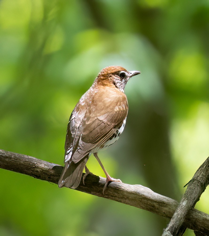 Wood Thrush - Carl & Judi Manning