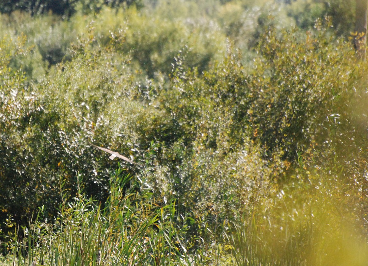 Northern Harrier - ML620646919