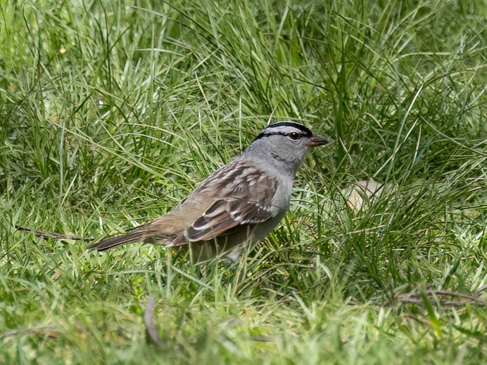 Bruant à couronne blanche - ML620646921