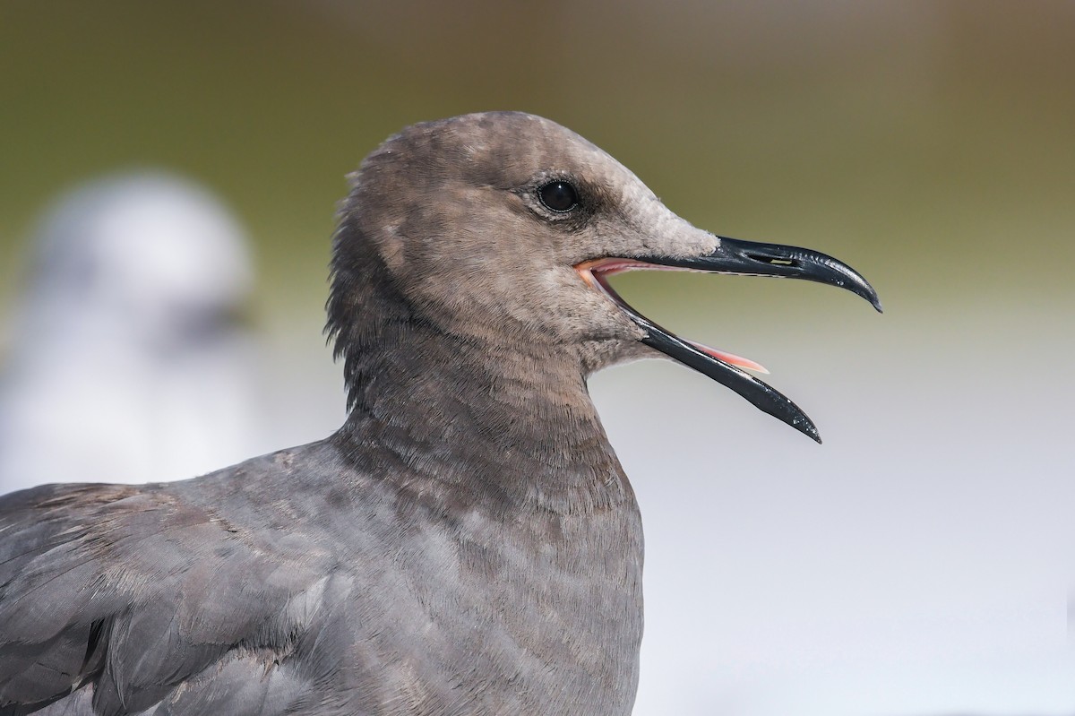 Gray Gull - ML620646932