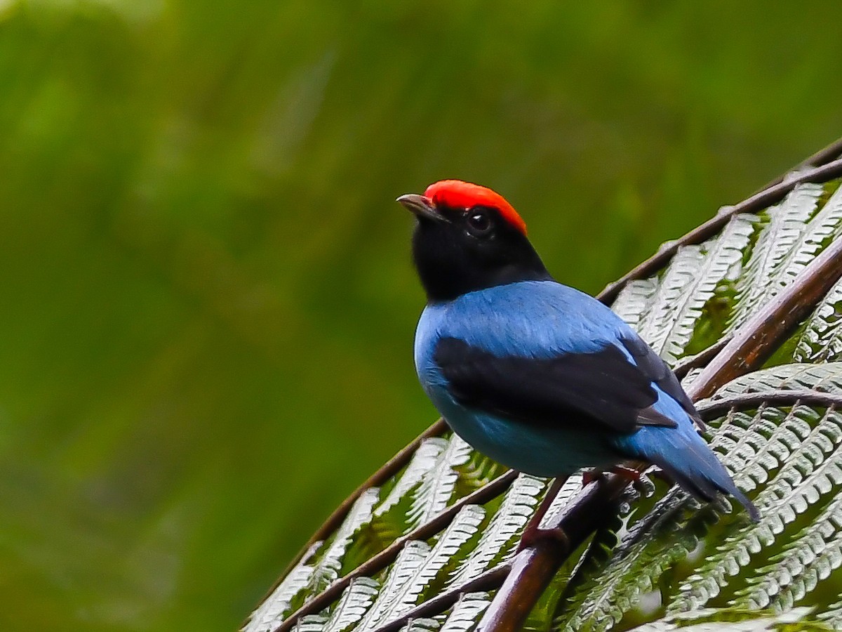 Swallow-tailed Manakin - ML620646934