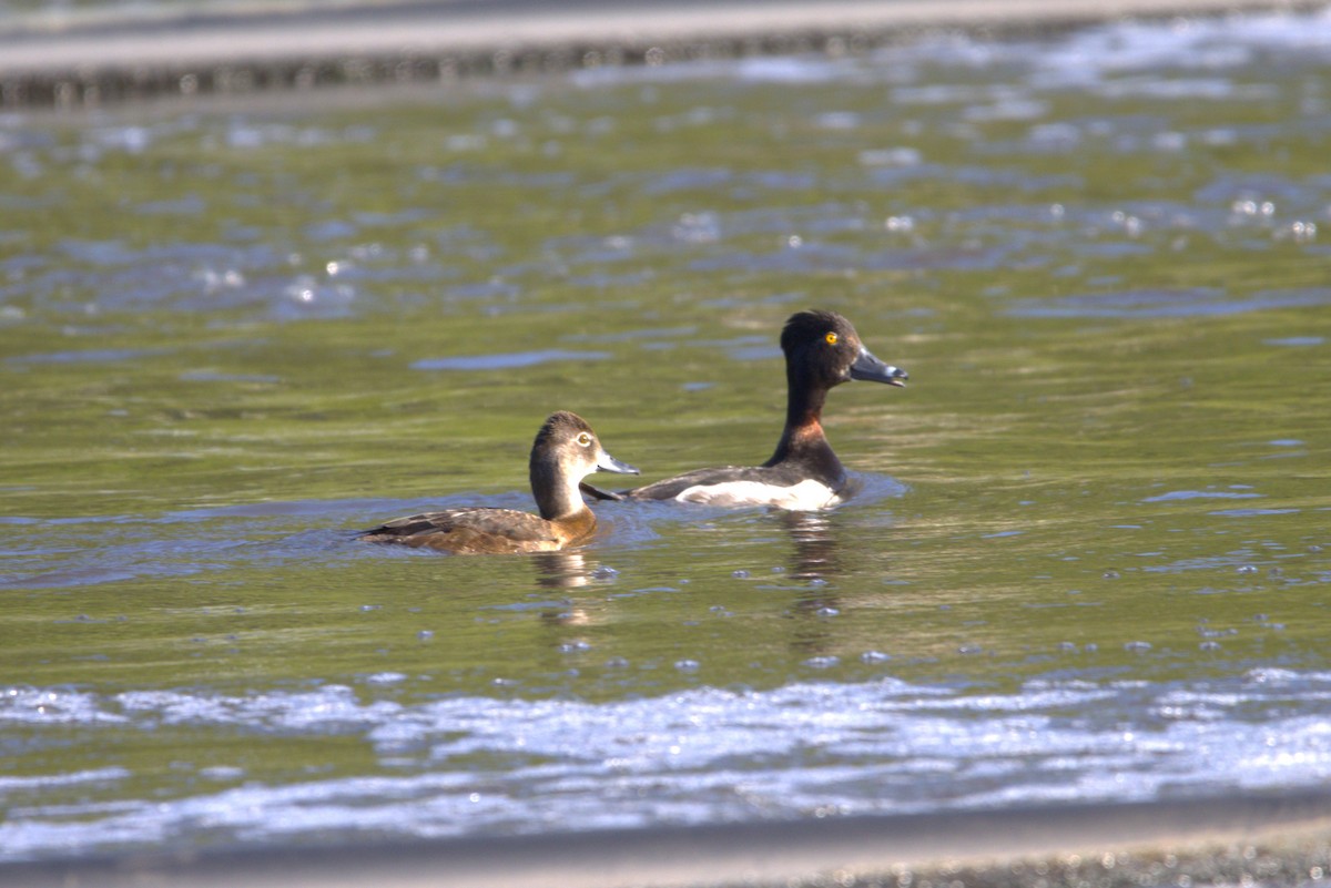 Ring-necked Duck - ML620646937