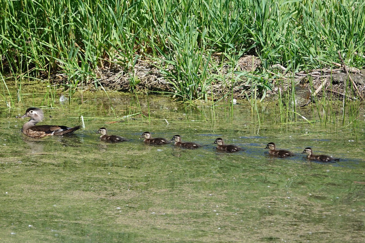 Wood Duck - ML620646938