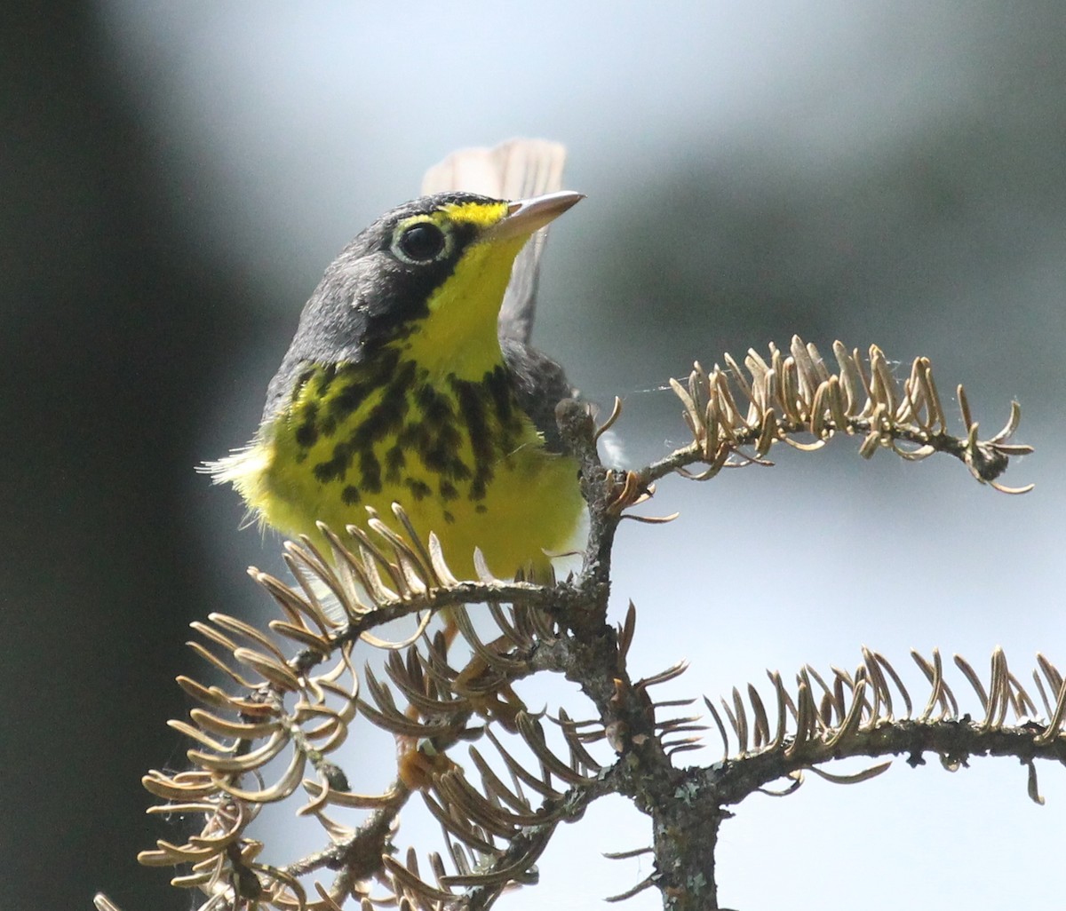 Canada Warbler - ML620646940