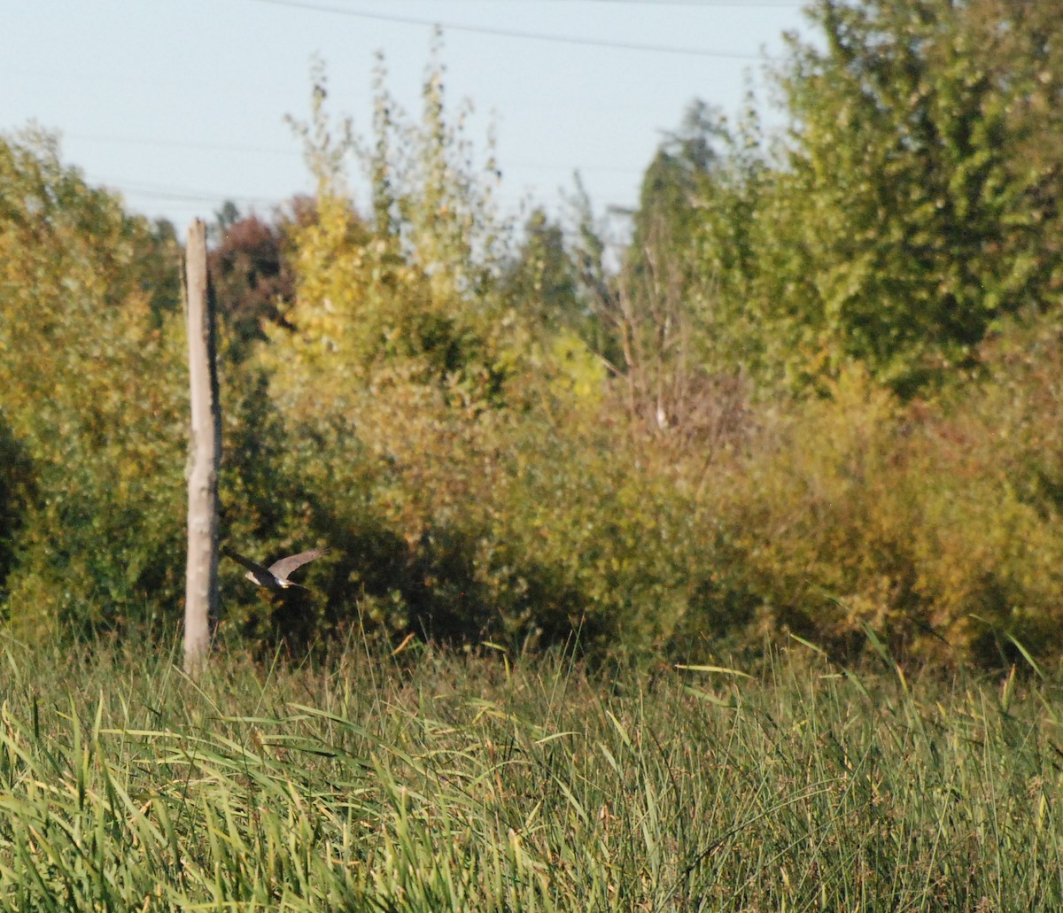 Cooper's Hawk - ML620646943