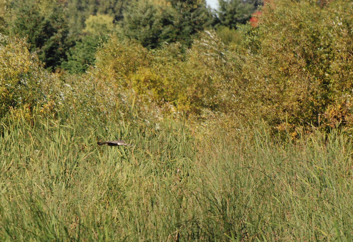 Cooper's Hawk - ML620646944