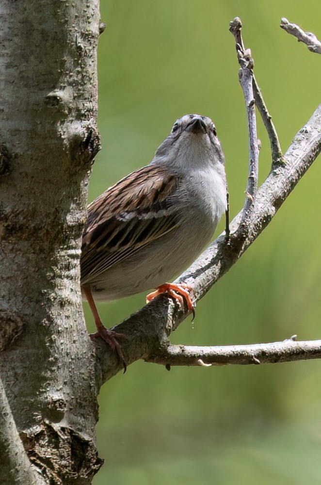 Chipping Sparrow - Carl & Judi Manning