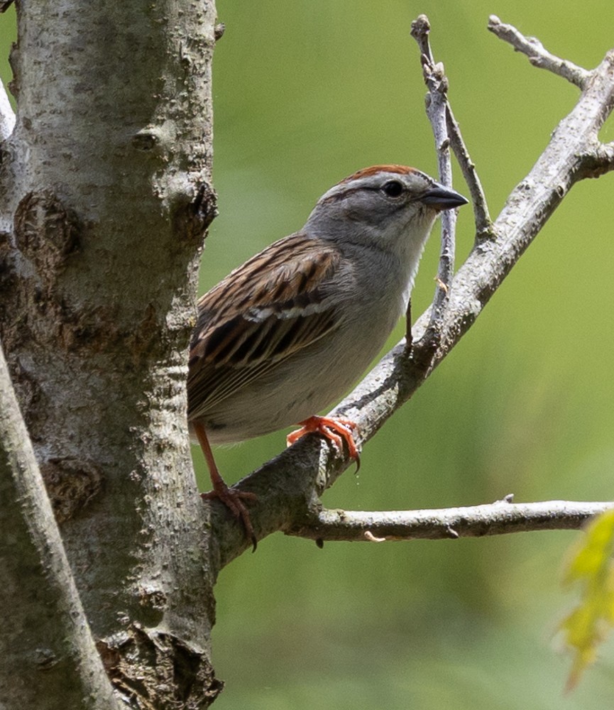 Chipping Sparrow - ML620646951