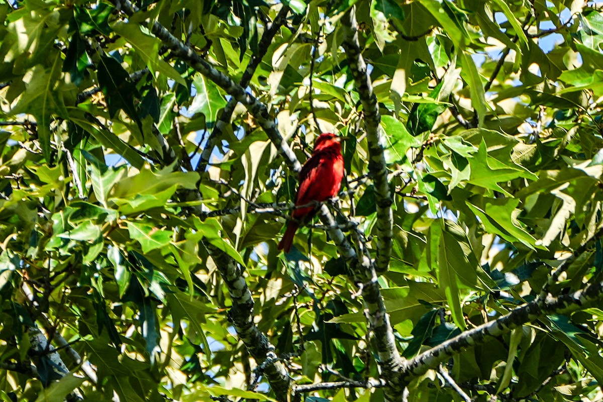 Summer Tanager - ML620646956