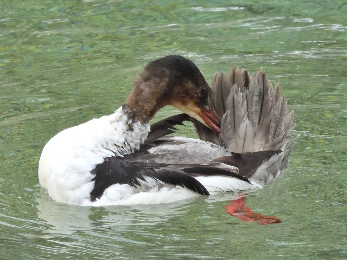 Common Merganser - ML620646958