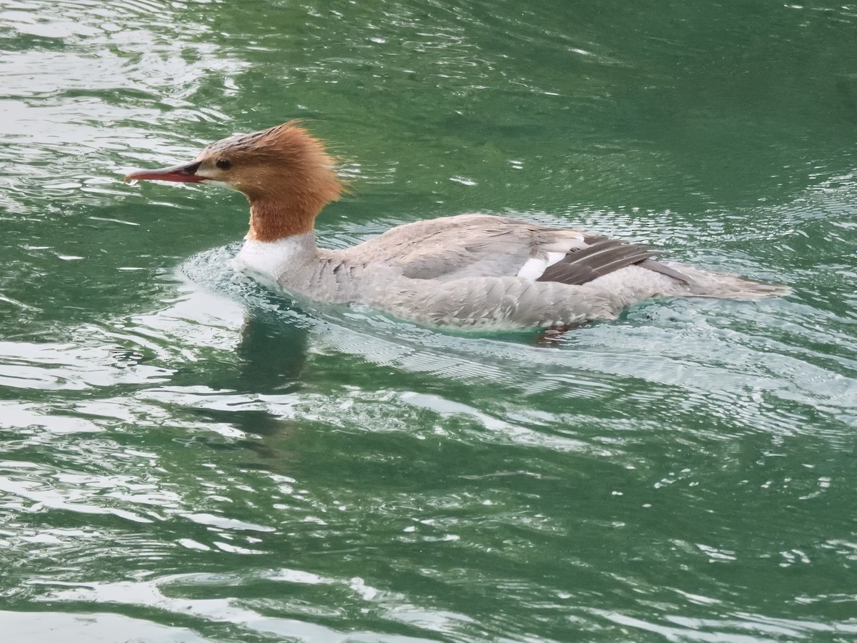 Common Merganser - Colin Fisher