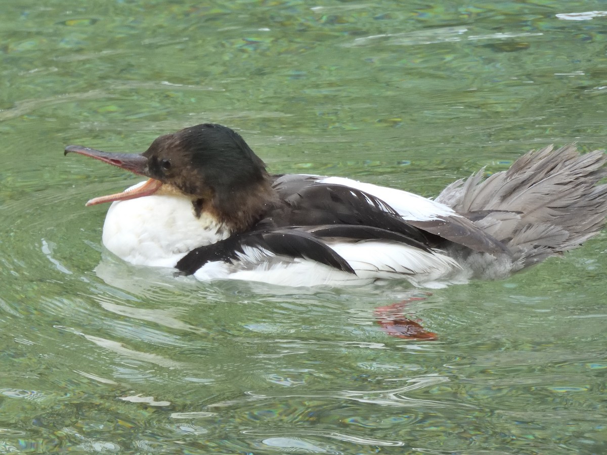 Common Merganser - ML620646961