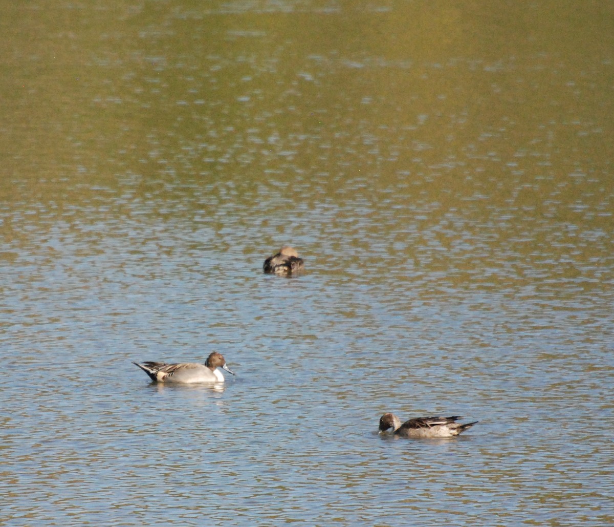 Northern Pintail - ML620646967