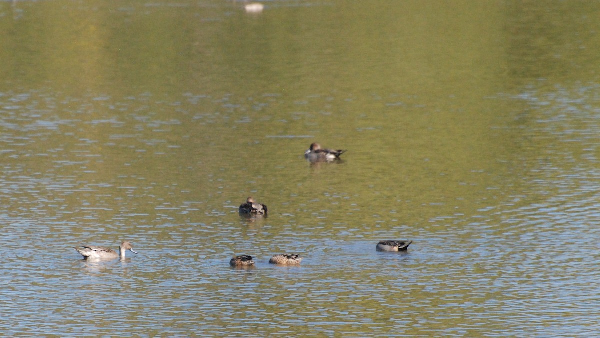 Northern Pintail - ML620646968