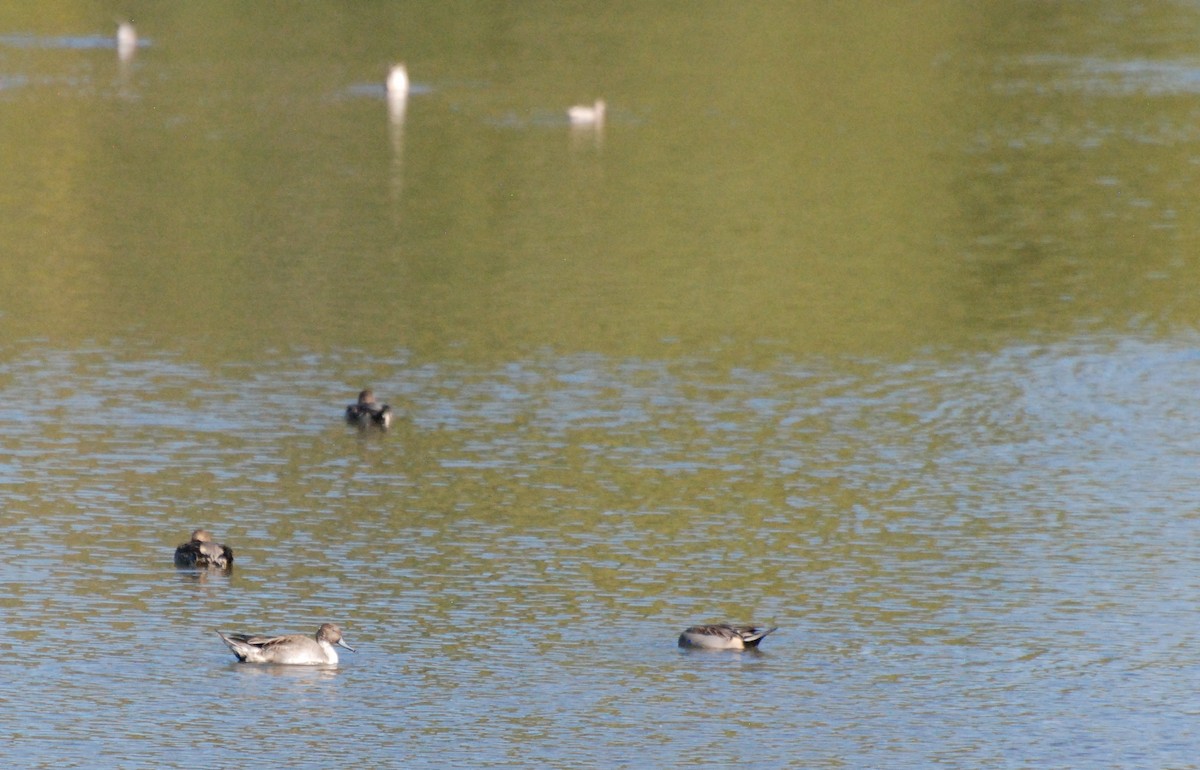 Northern Pintail - ML620646969