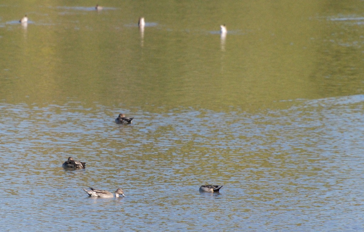 Northern Pintail - ML620646970