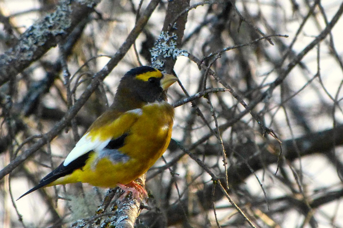 Evening Grosbeak - ML620646971