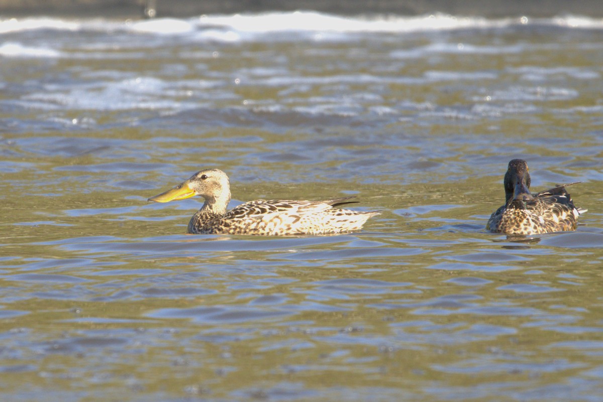 Northern Shoveler - ML620646972