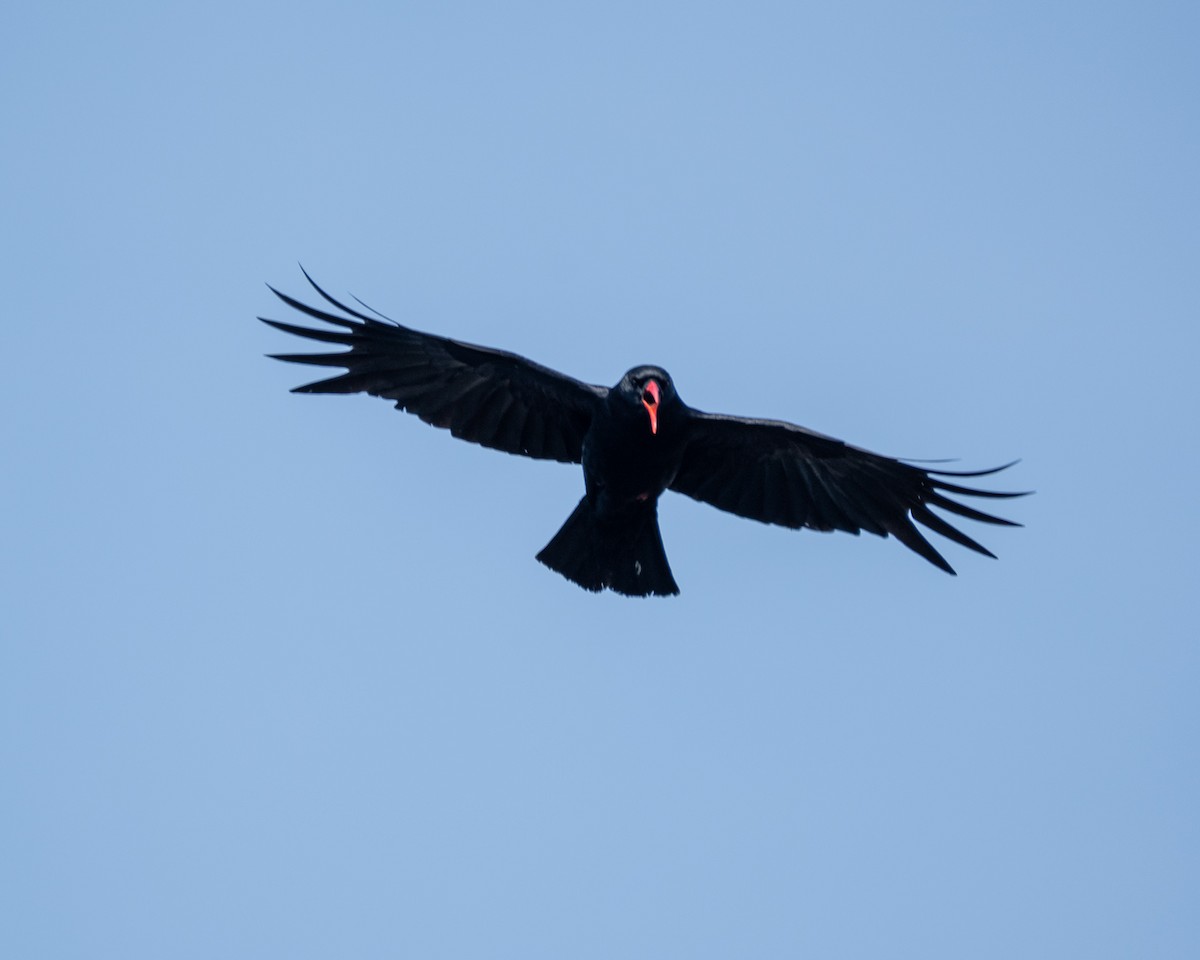 Red-billed Chough - ML620646979