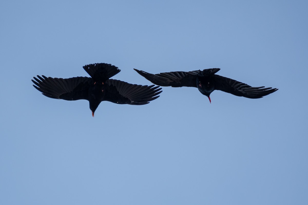 Red-billed Chough - Graham Masterson