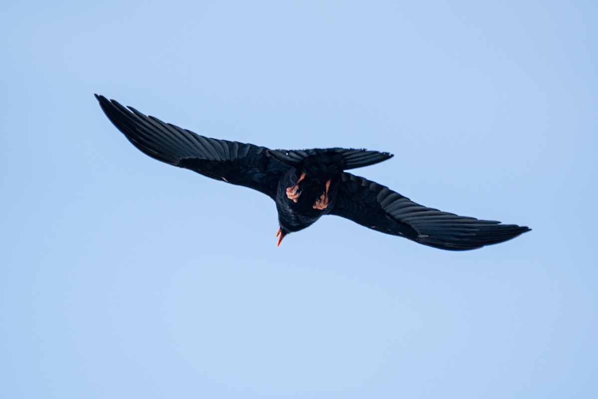 Red-billed Chough - ML620646983