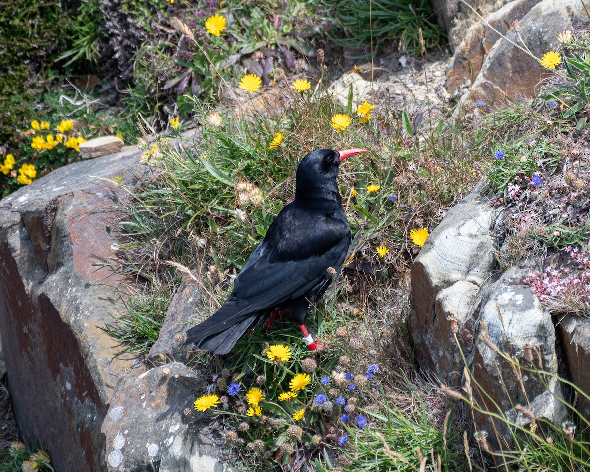 Red-billed Chough - ML620646985