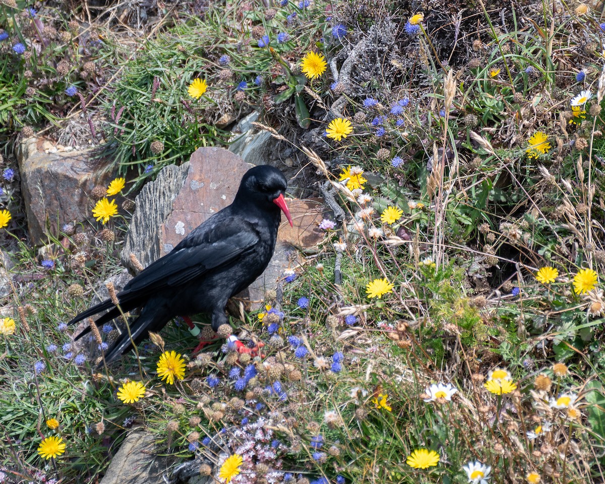 Red-billed Chough - ML620646986