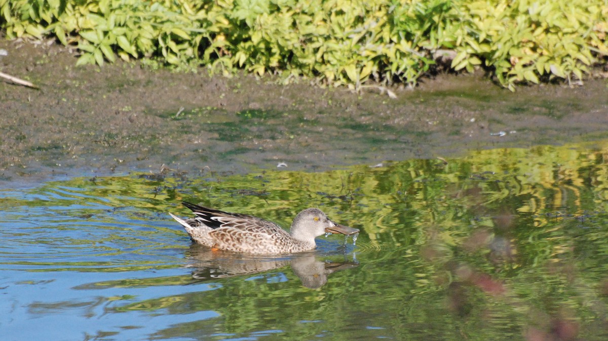 Northern Shoveler - ML620646988