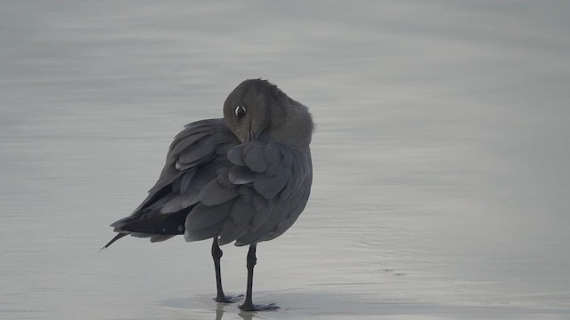 Mouette obscure - ML620646991