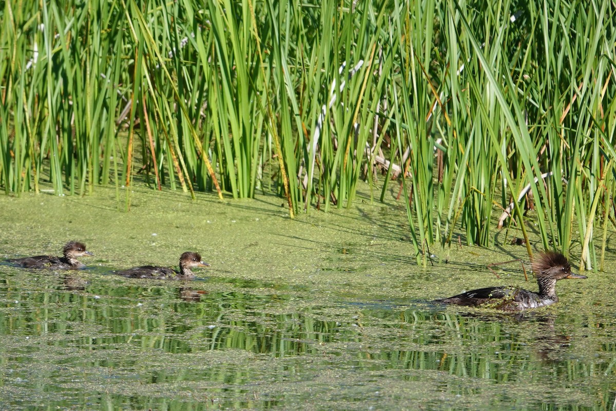 Hooded Merganser - ML620646992