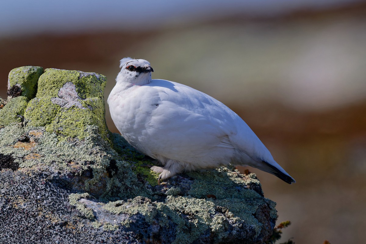 Alpenschneehuhn - ML620646993