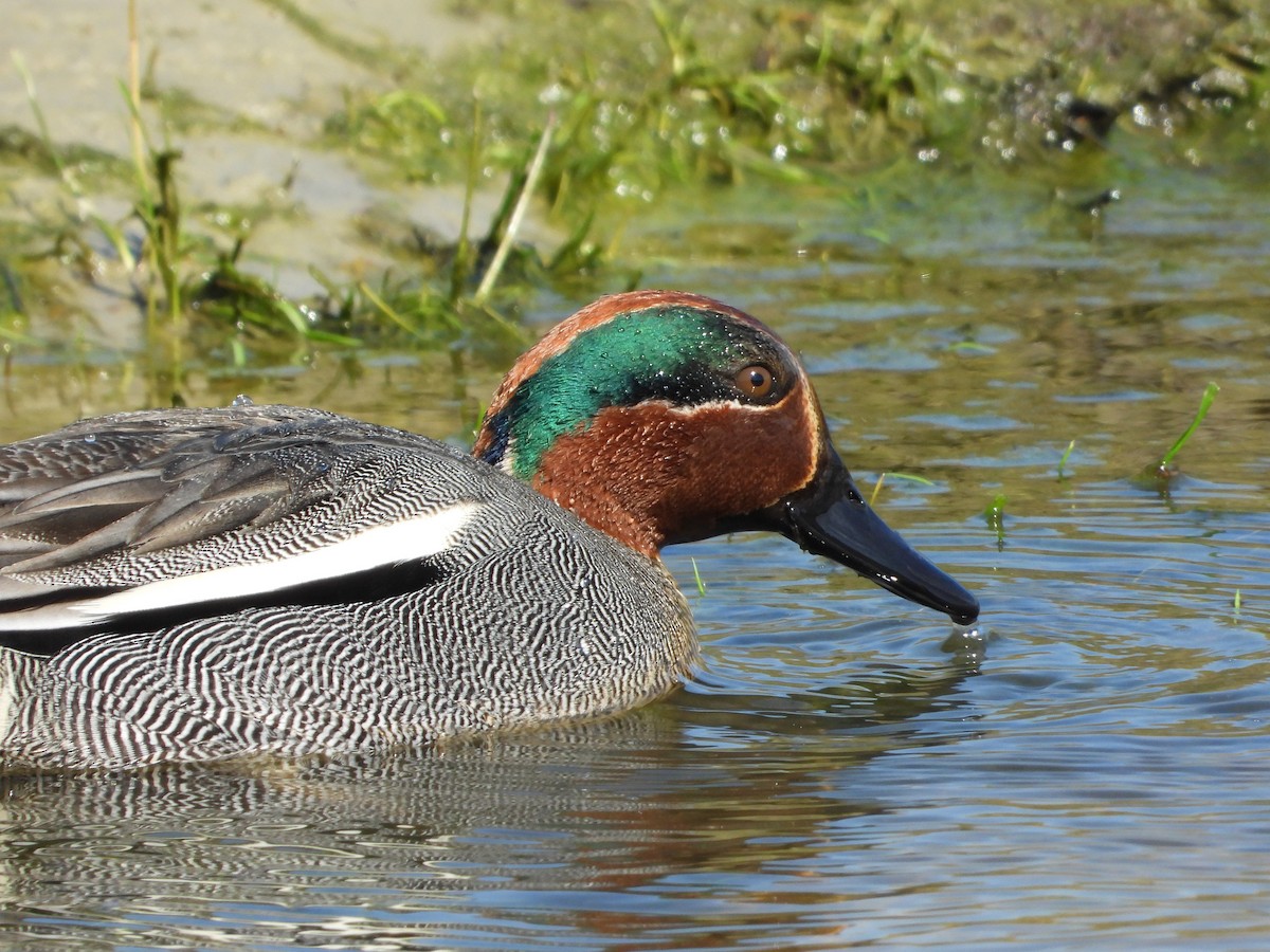 Green-winged Teal - ML620646994