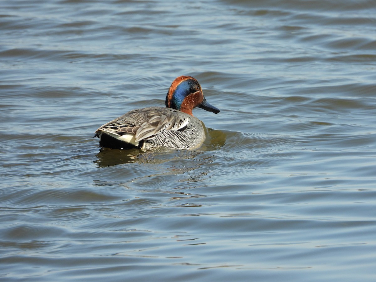 Green-winged Teal - ML620646995