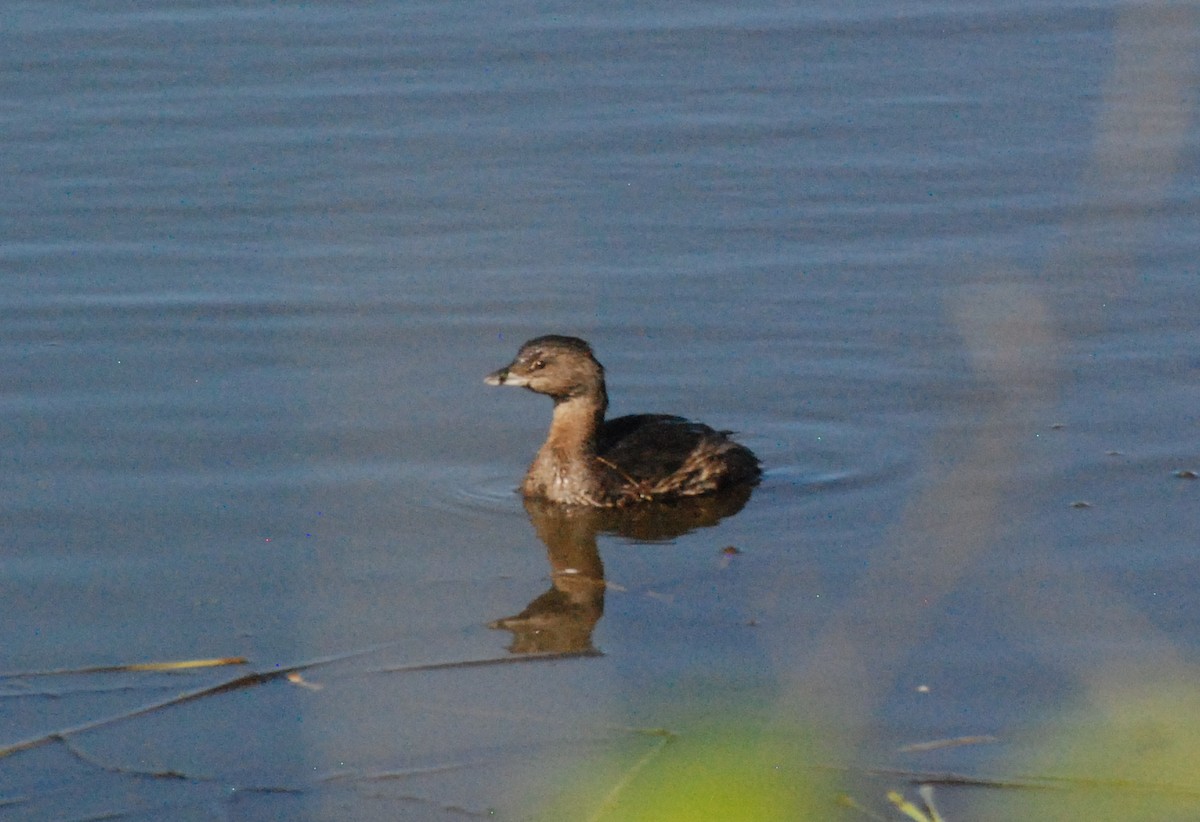 Pied-billed Grebe - ML620646998