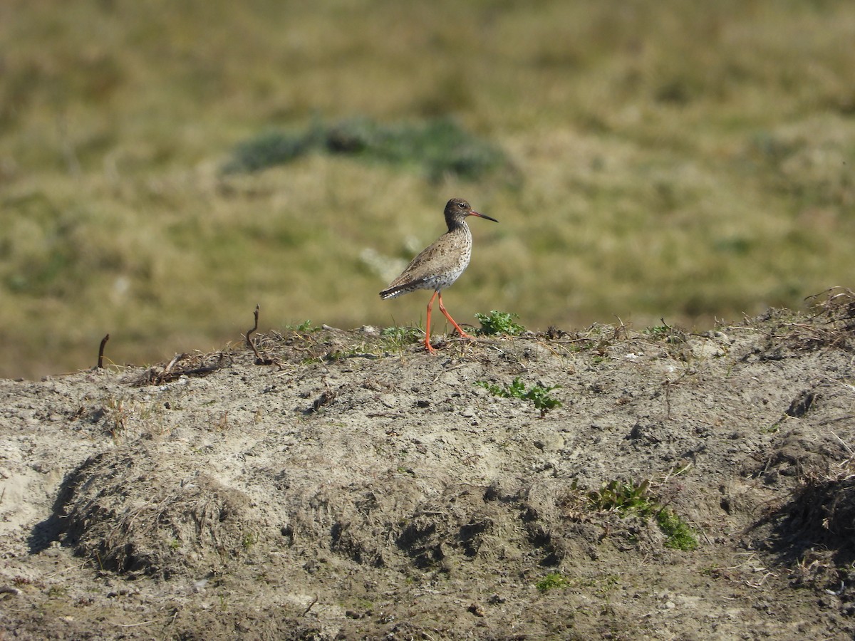 Common Redshank - ML620647008