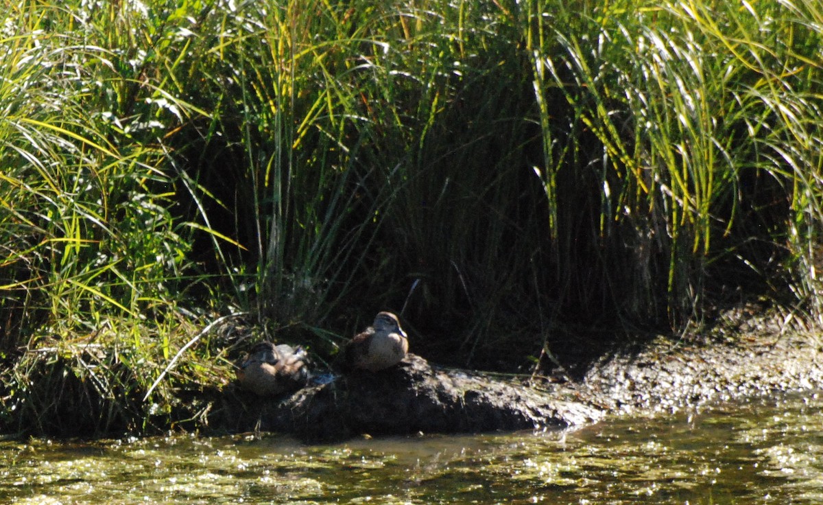 Wood Duck - ML620647009