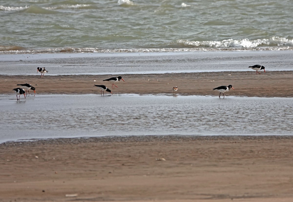 Eurasian Oystercatcher - ML620647013