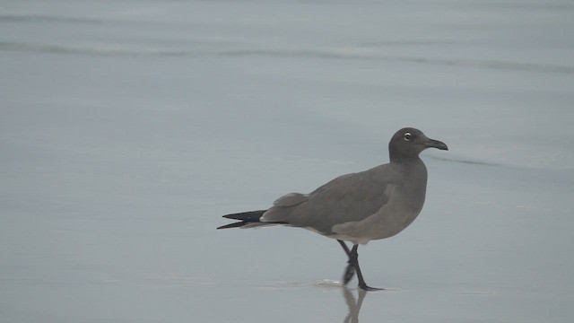 Mouette obscure - ML620647014