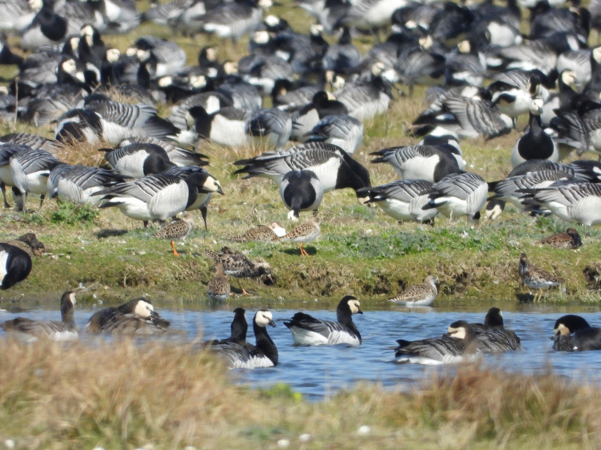 Barnacle Goose - ML620647019