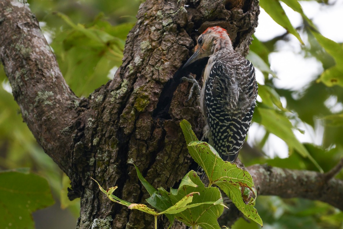 Red-bellied Woodpecker - ML620647020