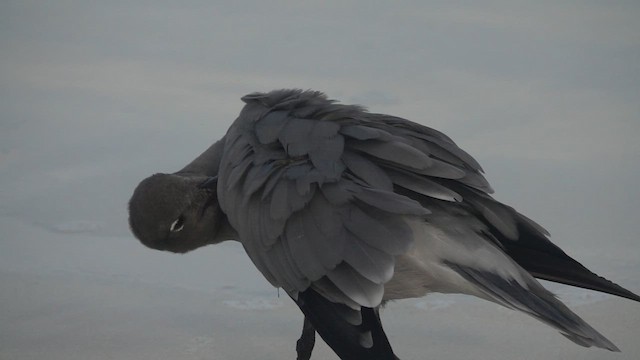 Gaviota Fuliginosa - ML620647021