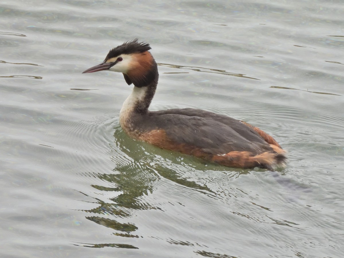 Great Crested Grebe - ML620647034