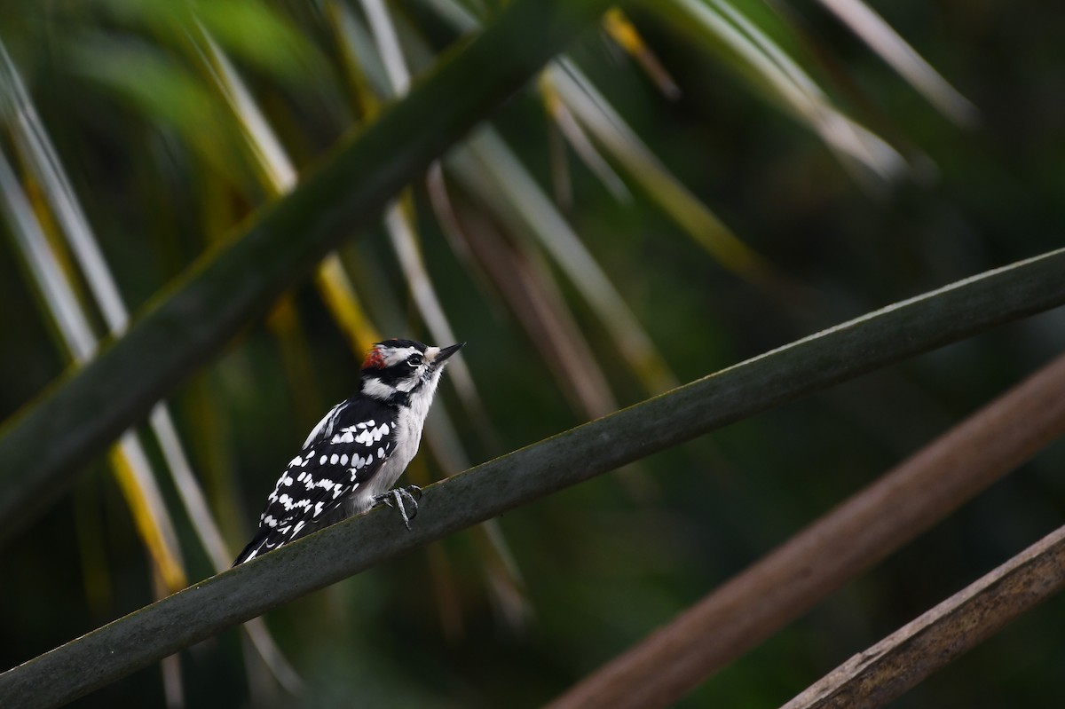 Downy Woodpecker - ML620647036