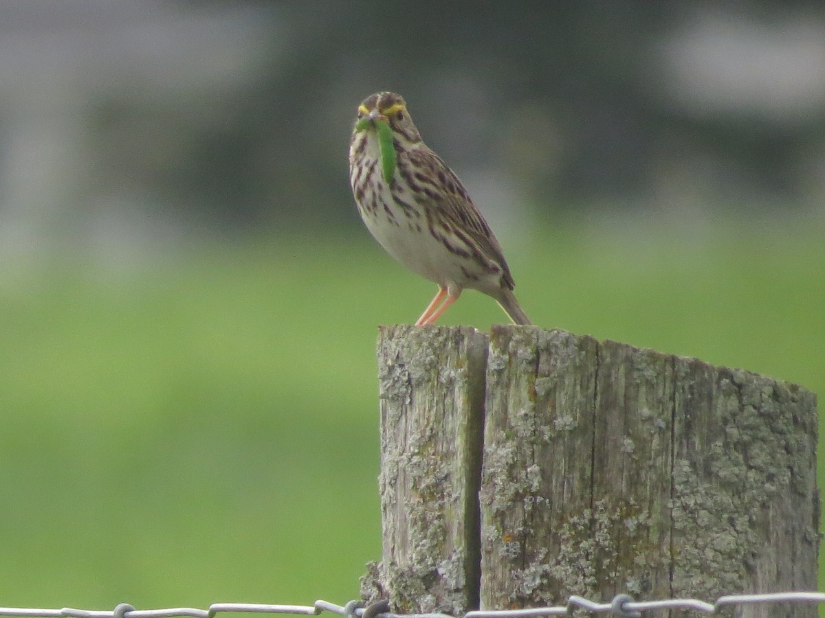 Savannah Sparrow - ML620647040