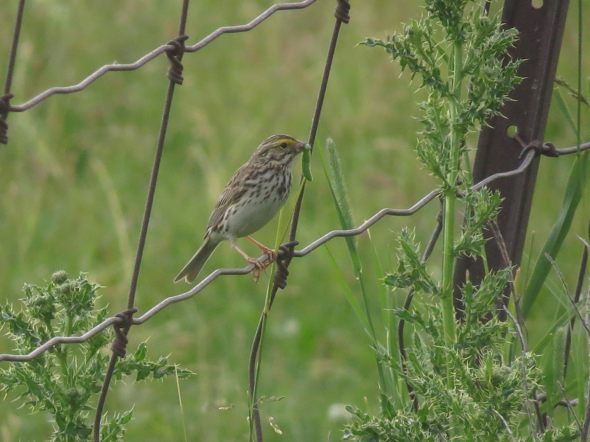 Savannah Sparrow - ML620647041