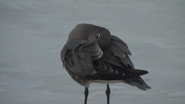 Gaviota Fuliginosa - ML620647042