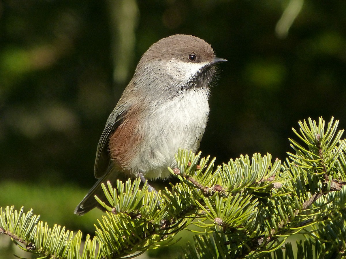 Boreal Chickadee - ML620647043