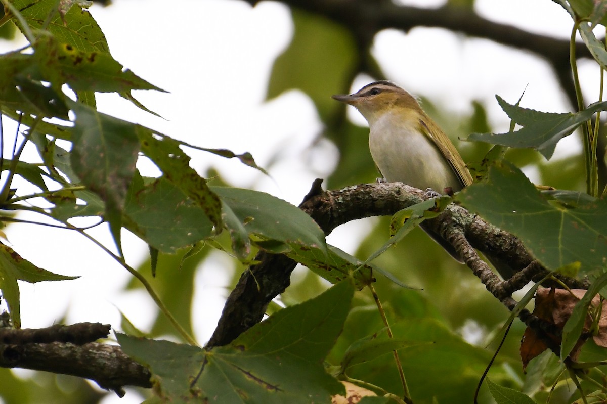 Red-eyed Vireo - Mason Currier