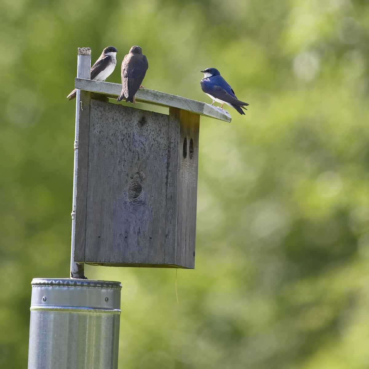 Tree Swallow - ML620647048