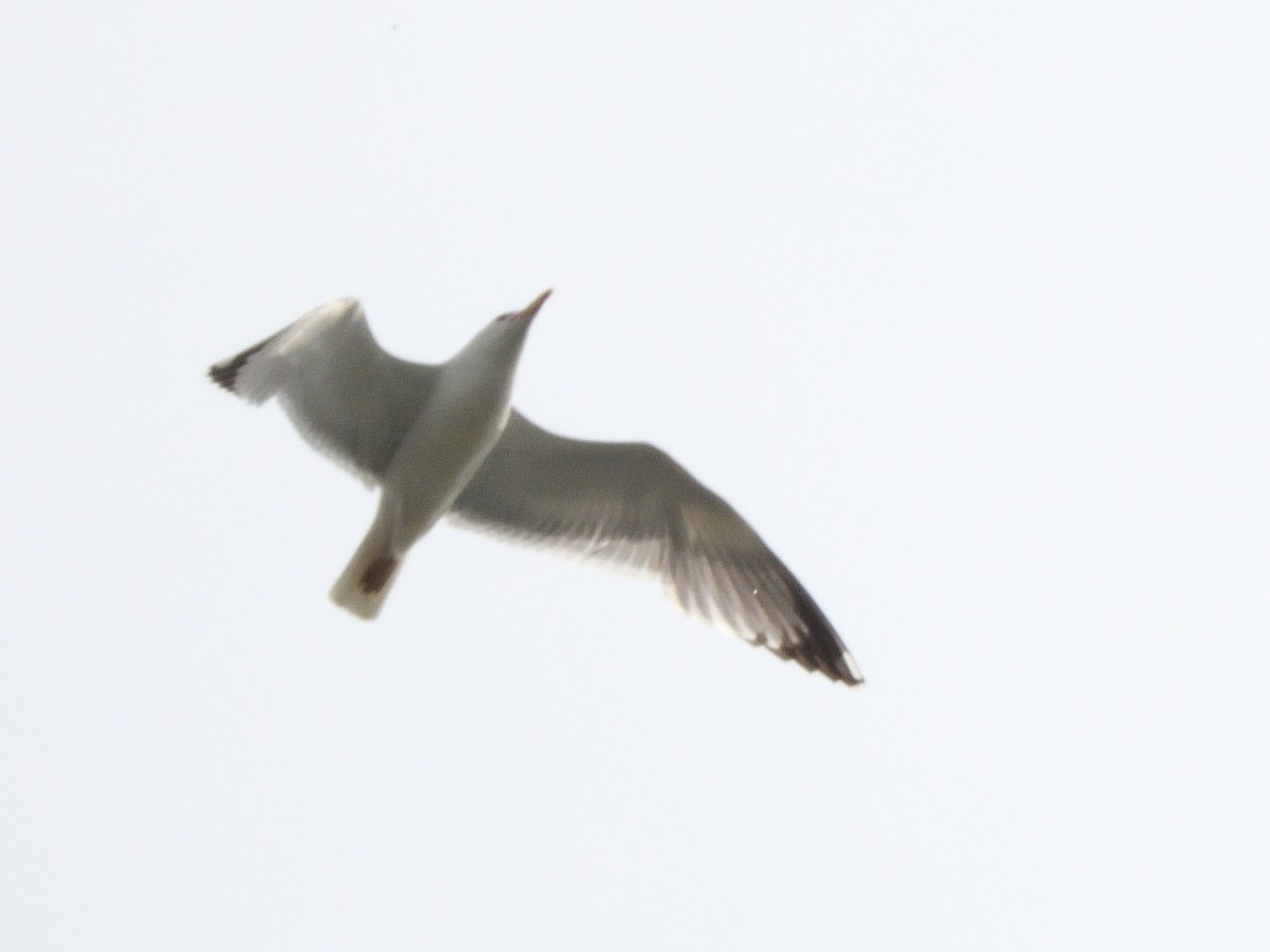 Yellow-legged Gull - ML620647049